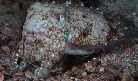 Birmanie - Mergui - 2018 - DSC03045 - Broadclub cuttlefish - Seiche - Sepia latimanus